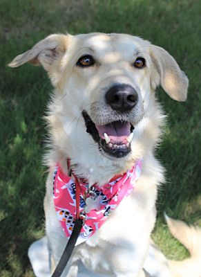 Menomonie, WI - Mixed Breed (Medium). Meet Xora a Pet for Adoption ...