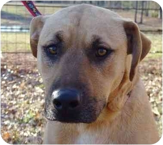 Whitehouse Tx Black Mouth Cur Meet Sampson A Pet For