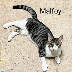 Photo of Malfoy