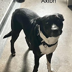 Thumbnail photo of Axton #2