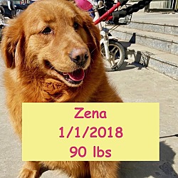 Thumbnail photo of Zena #1