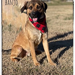 Thumbnail photo of Banjo #1