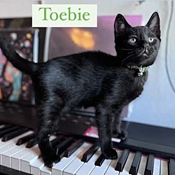 Photo of Toebie
