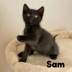 Thumbnail photo of Sam #4