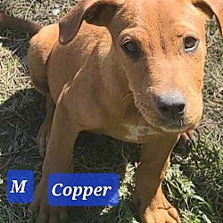 Thumbnail photo of Copper #1