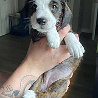 adopt a pet