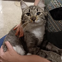 adopt a pet