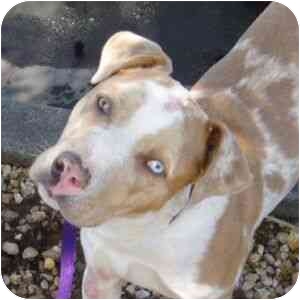 Berkeley, CA - Australian Shepherd. Meet JC Bowie a Dog for Adoption.