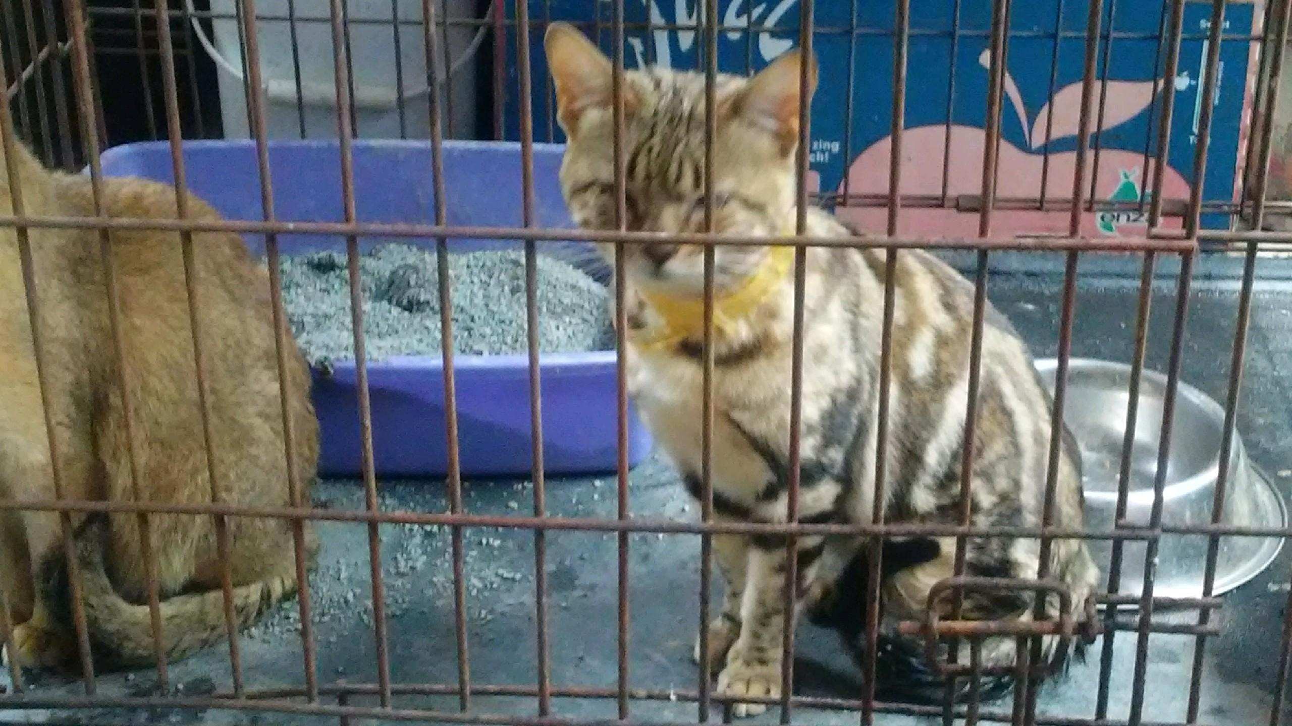 Greeley Co Bengal Meet Buddy A Pet For Adoption