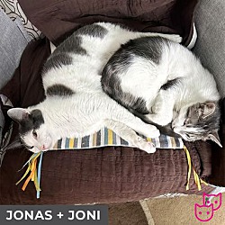 Thumbnail photo of Jonas (bonded with Joni) #4