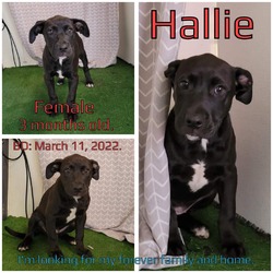 Thumbnail photo of Hallie #3