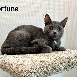 Thumbnail photo of Fortune #2