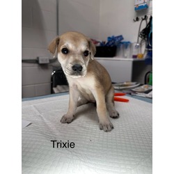 Thumbnail photo of Trixie #1