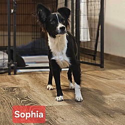 Thumbnail photo of Sophia #1