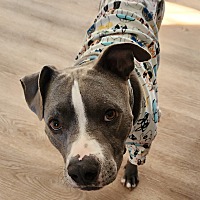 adopt a pet