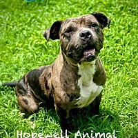 adopt a pet