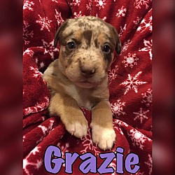 Thumbnail photo of Grazie #1