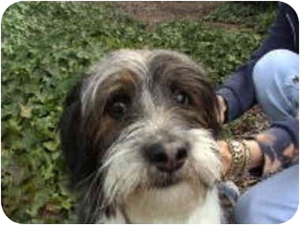 bearded collie cross tibetan terrier for sale