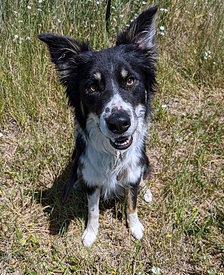 Sheridan, WY - Border Collie. Meet Banjo a Pet for Adoption - AdoptaPet.com