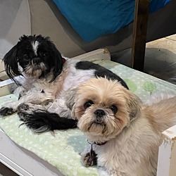 Photo of Amelia & Aliza (Bonded Pair)