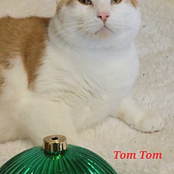 Photo of Tom Tom