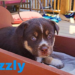Photo of Grizzly - available 5/17