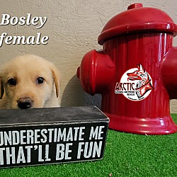 Thumbnail photo of Bosley #3