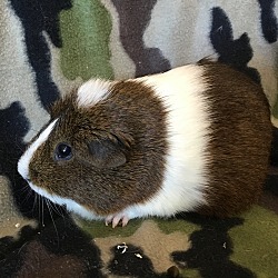 Thumbnail photo of Peanut Brown ( Bonded to Lucy Lulu) #4