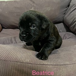 Thumbnail photo of Beatrice #1