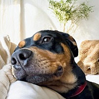 adopt a pet