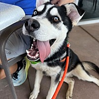 adopt a pet