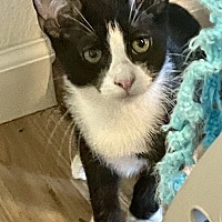 adopt a pet