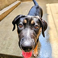 adopt a pet