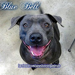 Thumbnail photo of Bluebell #1