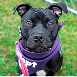 Thumbnail photo of Zoey-Adopted! #4
