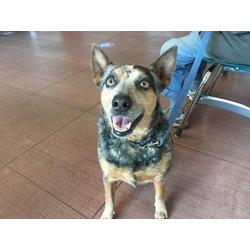 Photo of BUDDY