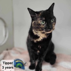 Photo of Tipper