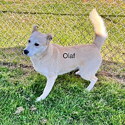 Thumbnail photo of Olaf #1