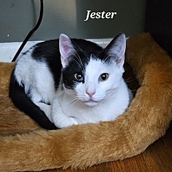 Photo of Jester