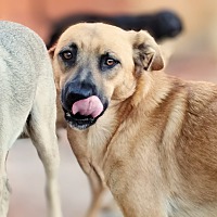 adopt a pet
