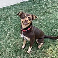 adopt a pet