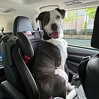 adopt a pet
