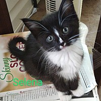 adopt a pet