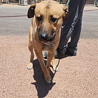 adopt a pet