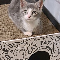 adopt a pet