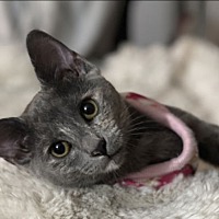 adopt a pet