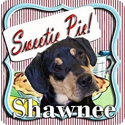 Thumbnail photo of Shawnee #1
