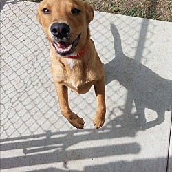 Thumbnail photo of Brooks (fostered in TX) #4