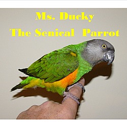 Thumbnail photo of Miss Ducky The Senegal Parrot #1