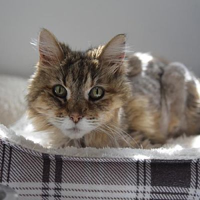 Santa Fe Nm Domestic Longhair Meet Juliette Pf A Pet For